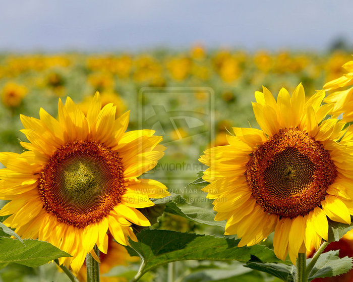 sunflowers_by_jacko1950-d4mnbse (700x559, 121Kb)