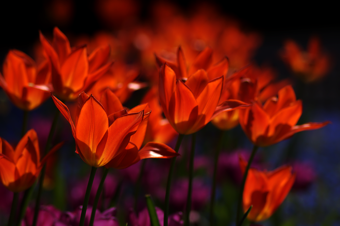 spring_glow_by_kyrrith-d3f0yts (700x466, 320Kb)