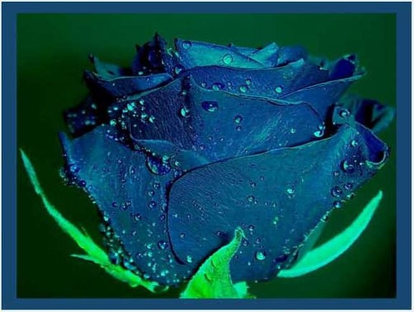 1250517501_1250491682_blue_rose_15 (600x453, 60Kb)