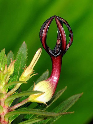 http://img1.liveinternet.ru/images/attach/c/4/83/683/83683485_Ceropegia_jainii_Kas_Plateau1.jpg