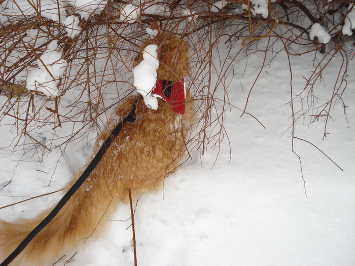 DSC03221 (700x525, 188Kb)