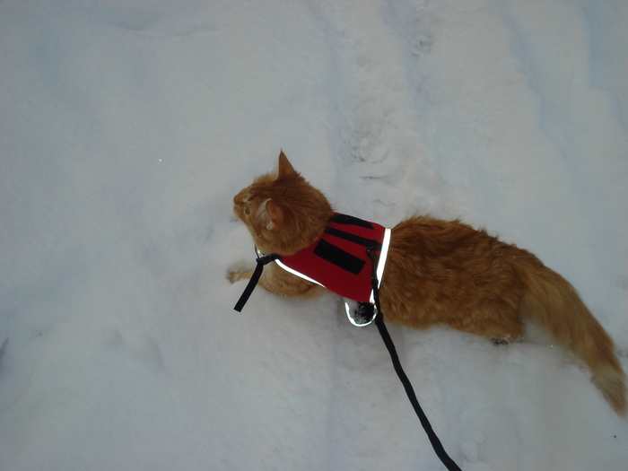 DSC03251 (700x525, 132Kb)