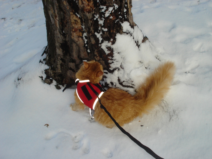 DSC03259 (700x525, 159Kb)