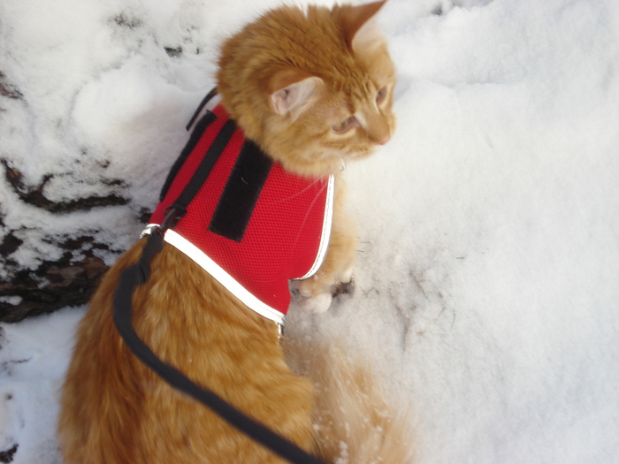 DSC03260 (700x525, 170Kb)