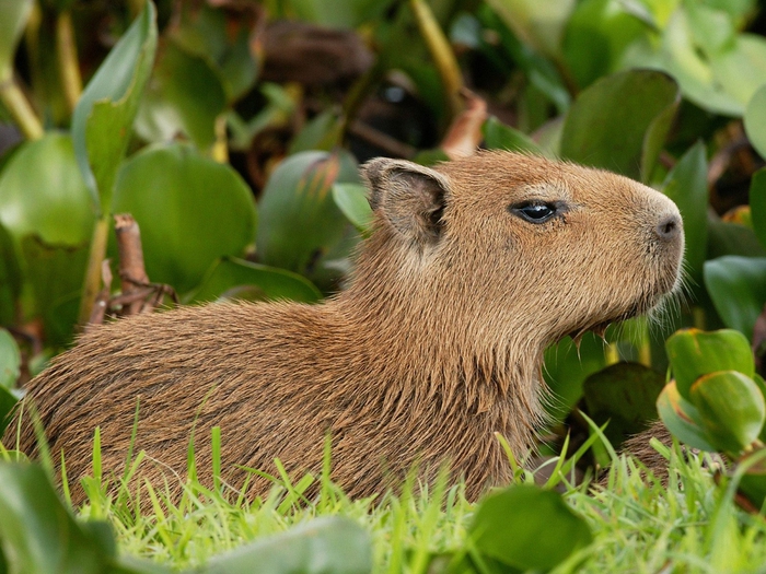 Capybara, Venezuela (700x525, 319Kb)