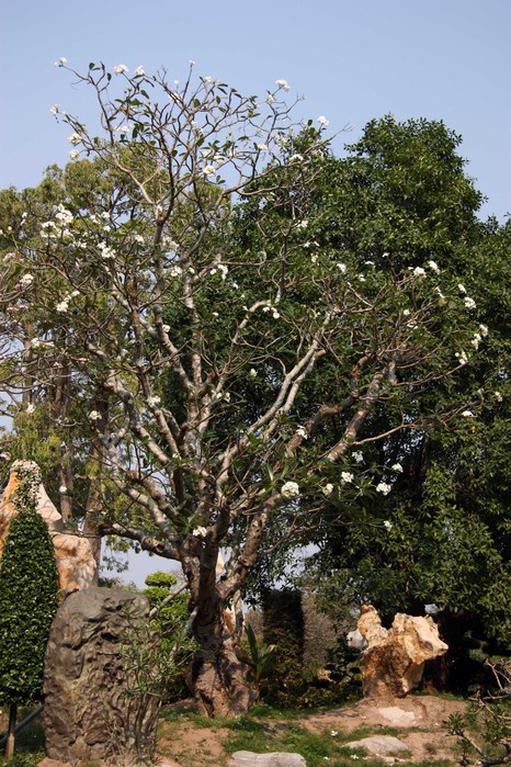 Thailand-Pattaya-Million Year Stone Park-2012- 308 (466x700, 151Kb)