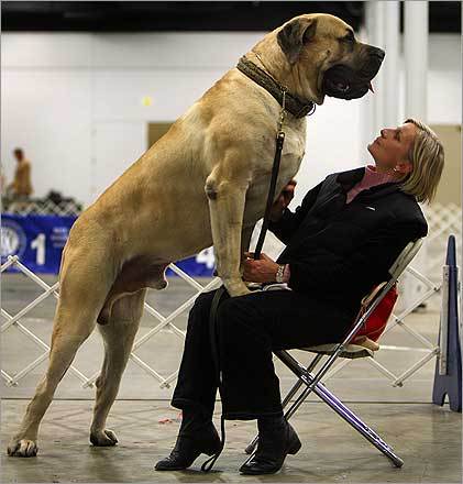 4761151_big_dog_01 (421x440, 30Kb)