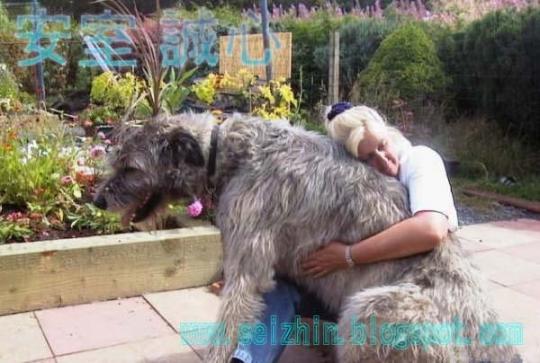 4761151_big_dog_03 (540x363, 38Kb)