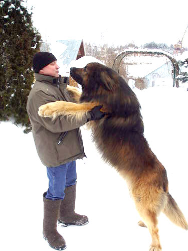 4761151_big_dog_05 (375x500, 33Kb)