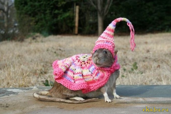 1327298205_animals_wearing_hats_25 (680x453, 53Kb)