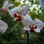 phalaenopsis3 (150x150, 21Kb)