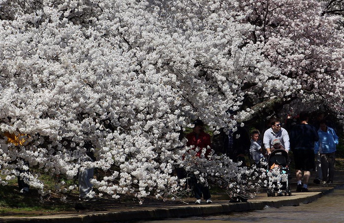 ss-100401-cherry-blossoms-02.ss_full (700x455, 201Kb)