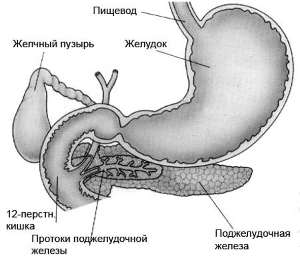 12 желудков. Псевдотуморозный панкреатит. Поджелудочная железа вырабатывает инсулин который. Строение желудка и поджелудочной железы. Поджелудочная железа секретирует инсулин.