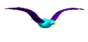 seagull15 (125x60, 3Kb)