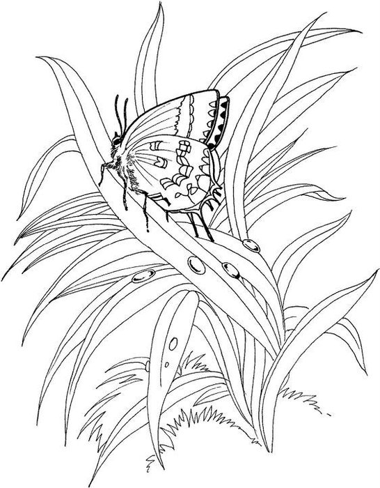 butterfly-is-standing-on-the-plant-coloring-page (546x700, 90Kb)