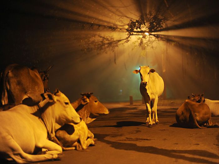 cows-india-diwali_48268_990x742 (700x524, 46Kb)