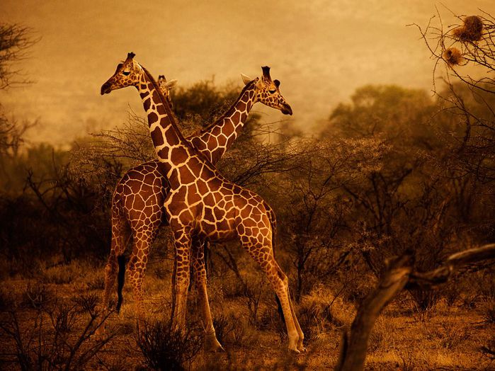 giraffes-herd-kenya_48273_990x742 (700x524, 84Kb)