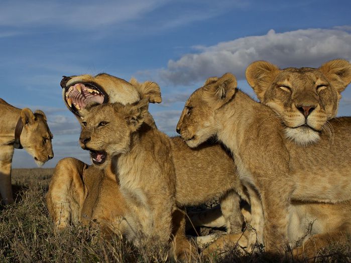 lion-pride-serengeti-nichols_48275_990x742 (700x524, 71Kb)