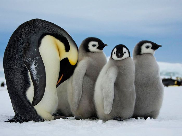 emperor-penguins-antarctica_48270_990x742 (700x524, 46Kb)