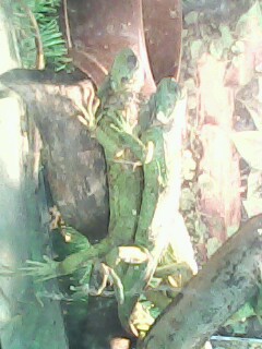 IMG0055A (240x320, 27Kb)