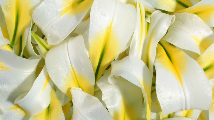 petals-lilies-wallpaper-1366x768 (700x393, 84Kb)