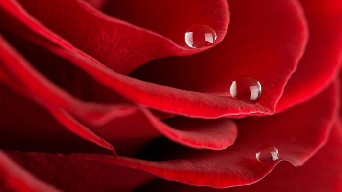 red-rose-and-the-dew-wallpaper-1366x768 (700x393, 61Kb)