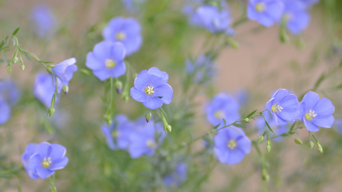 small-blue-flowers-wallpaper-1366x768 (700x393, 64Kb)