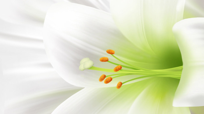 lily-wallpaper-1366x768 (2) (700x393, 36Kb)