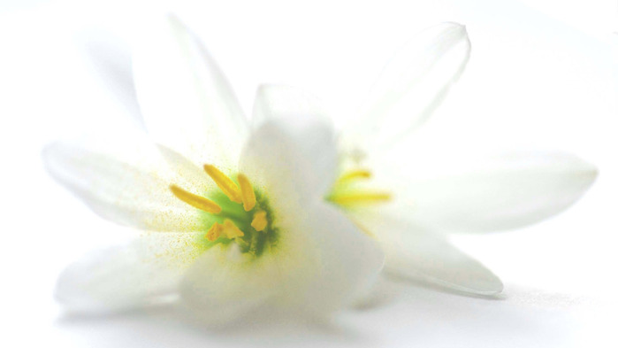 lily-wallpaper-1366x768 (3) (700x393, 30Kb)