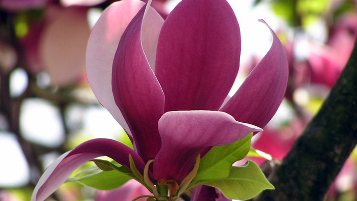 magnolia-wallpaper-1366x768 (700x393, 79Kb)