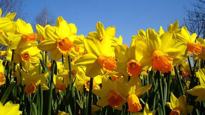 narcissus-wallpaper-1366x768 (3) (700x393, 134Kb)