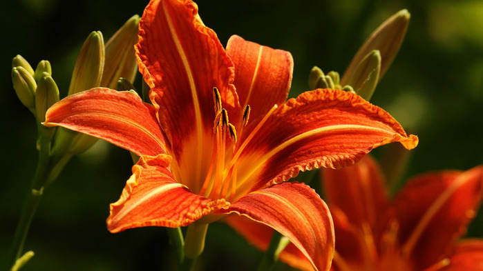 orange-lilies-wallpaper-1366x768 (700x393, 93Kb)