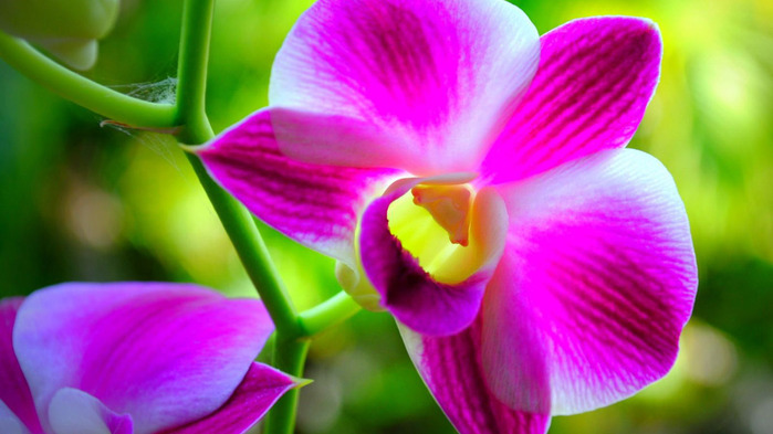 orchid-wallpaper-1366x768 (3) (700x393, 92Kb)