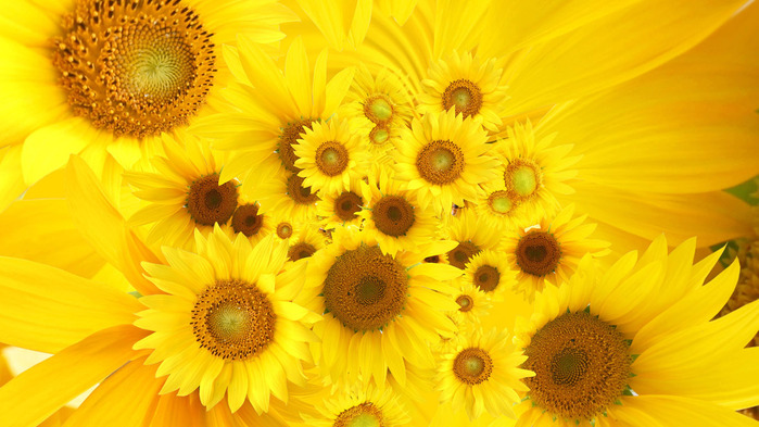 sunflowers-wallpaper-1366x768 (700x393, 118Kb)