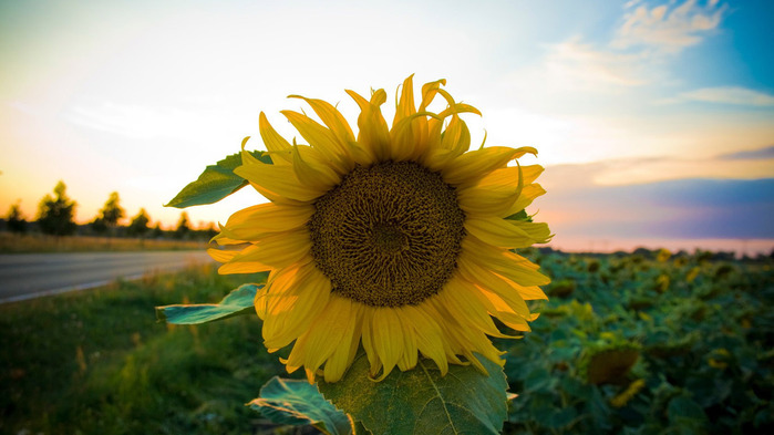 sunflower-wallpaper-1366x768 (3) (700x393, 90Kb)