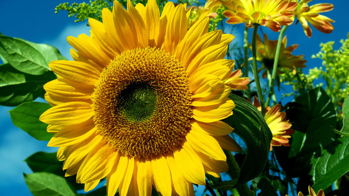 sunflower-wallpaper-1366x768 (4) (700x393, 149Kb)