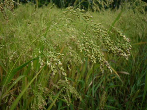 3640123_Panicum_miliaceum_K (500x375, 42Kb)