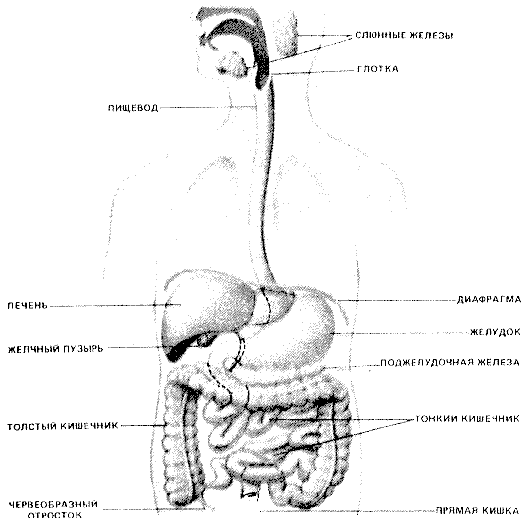 51 (525x518, 16Kb)