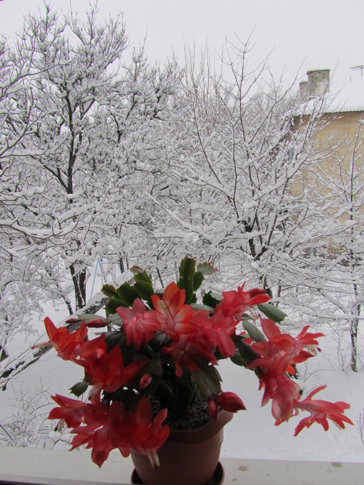 IMG_0501.jpg (525x700, 145Kb)