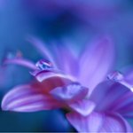  04f6100b658e (150x150, 4Kb)