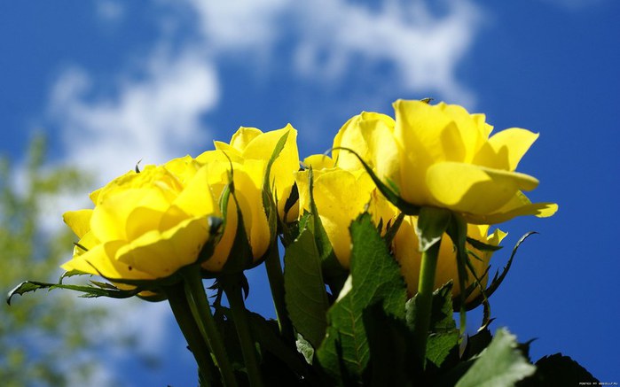 1277049214_yellow-roses-rose-flower (700x437, 51Kb)