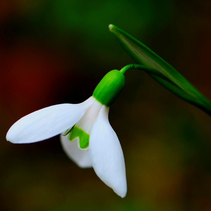 Galanthus (700x700, 57Kb)