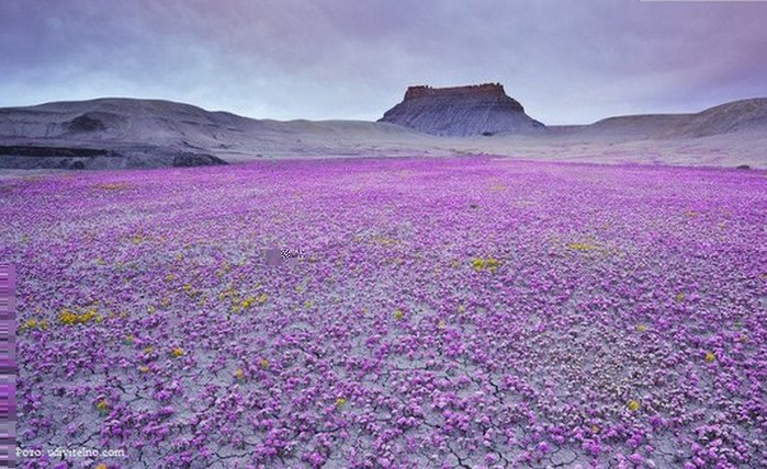 цветующая пустыня (700x428, 99Kb)