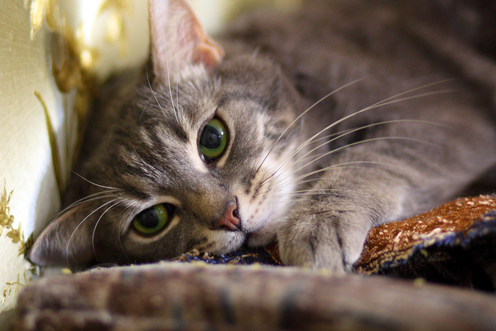 IMG_2715_0 (700x467, 105Kb)