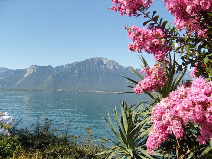 Фото lake герань