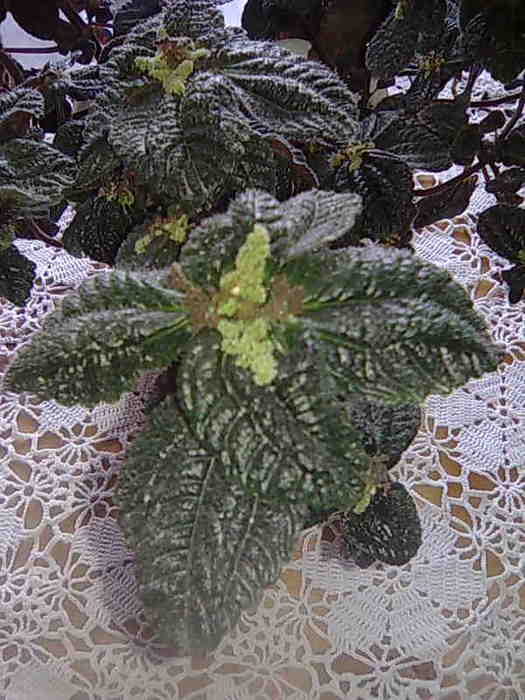 4826692_Foto0060 (525x700, 42Kb)