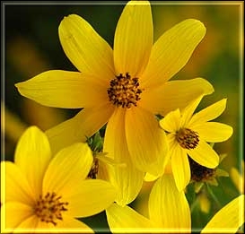 wildyellowflowers (273x261, 50Kb)