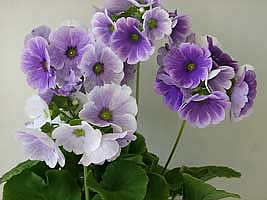 4826692_Primula_obconica (267x200, 9Kb)