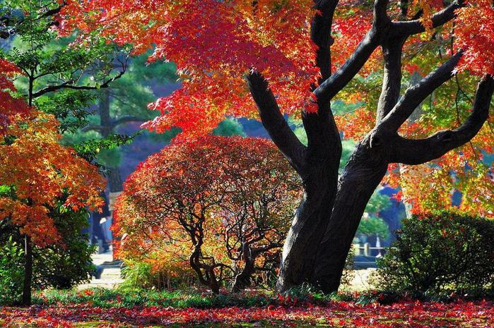 4826692_Rikugiengarden_6 (700x465, 126Kb)