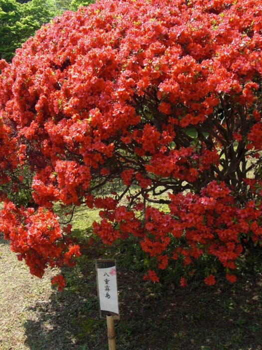 4826692_Rikugiengarden_22 (525x700, 389Kb)